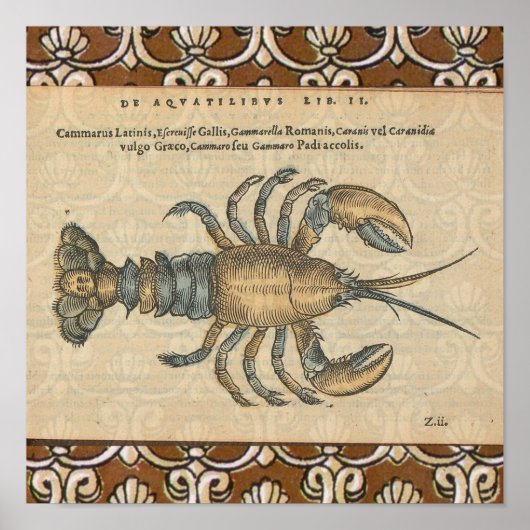 Hummer-Illustration Antique Maine Seafood Poster (Vorne)