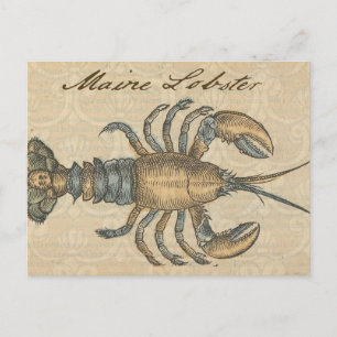 Hummer-Illustration Antique Maine Seafood Postkarte