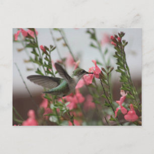 Hummer im Sommer II Postkarte