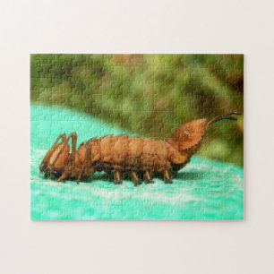 Hummer Moth Raupe Foto Puzzle und Geschenkboxen