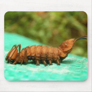 Hummer Moth Raupe Mouse Mat Mousepad