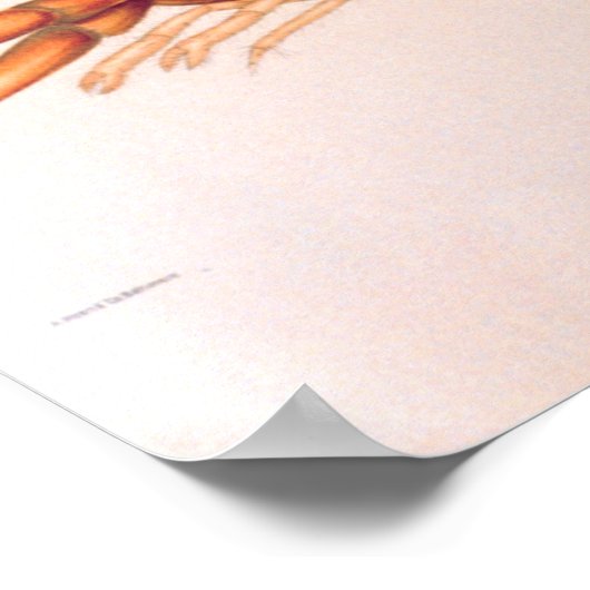 Hummer Poster (Ecke)