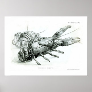 Hummer Poster