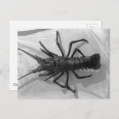 Hummer Schwarz-Weiß-Foto Postkarte (Vorne/Hinten)