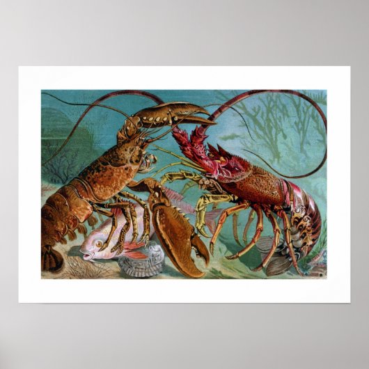Hummer und Langoustine Poster (Vorne)