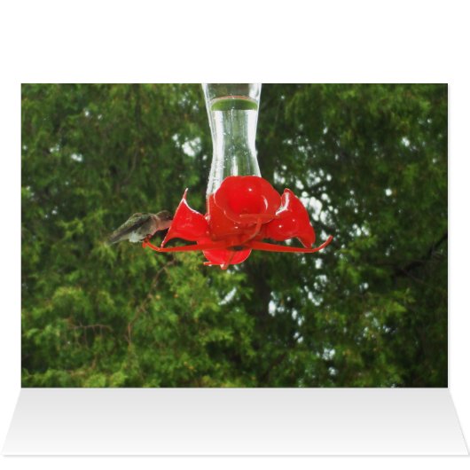 Hummer Vogel in der Feeder (Innenansicht Horizontal (Oben))