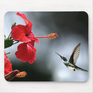 Hummer Vogel und Rote Blume Mousepad