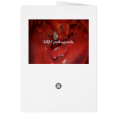 Hummerfotografie (Hinten)