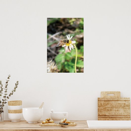 Hummerposter Poster (Küche)