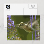 Humming Bird Harmony Postkarte (Vorne/Hinten)