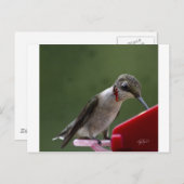 Humming Bird in Georgia Postkarte (Vorne/Hinten)