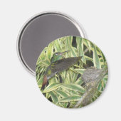 Humming_bird Magnet (Vorderseite/Rückseite)