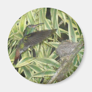 Humming_bird Magnet