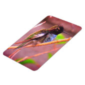 Humming Bird Magnet (Linke Seite)