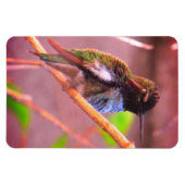 Humming Bird Magnet (Horizontal)