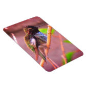 Humming Bird Magnet (Rechte Seite)