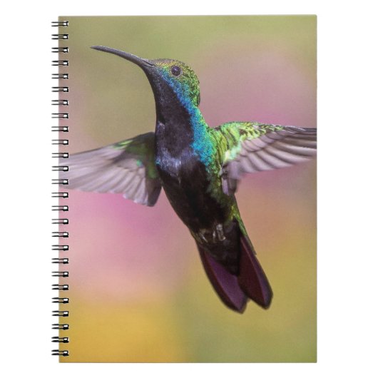 Humming Bird Notizblock (Vorderseite)