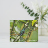 Humming Bird Postkarte (Stehend Vorderseite)