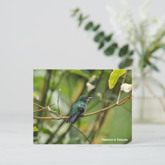 Humming Bird Postkarte (Stehend Vorderseite)