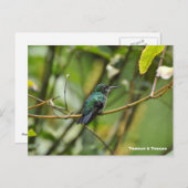 Humming Bird Postkarte (Vorne/Hinten)