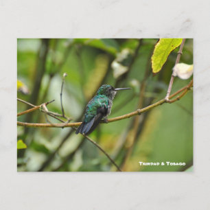 Humming Bird Postkarte