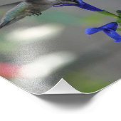 Humming Bird Salvia saphir blue print Fotodruck (Ecke)