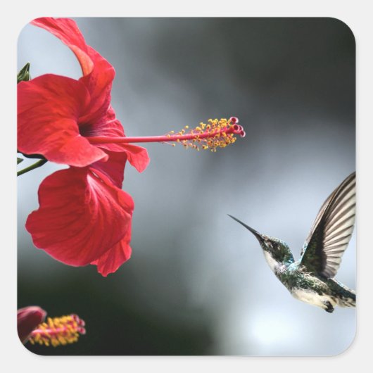 Humming Bird und Rote Blume Quadratischer Aufkleber (Vorderseite)