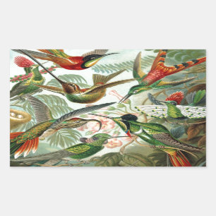 Humming Birds Paradise Art Rechteckiger Aufkleber
