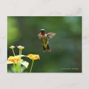 Humming by zu sagen Hi! Postkarte