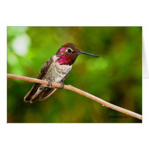 Hummingbird095
