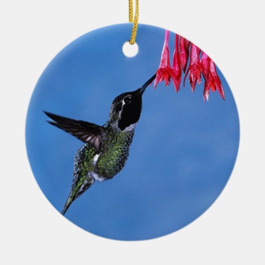Hummingbird [1] keramik ornament (Vorne)
