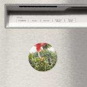 Hummingbird 2, Magnet (In Situ (Geschirrspüler))