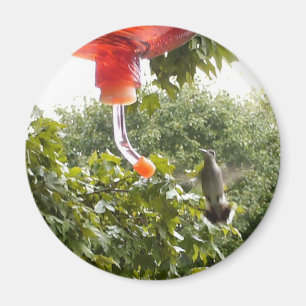 Hummingbird 2, Magnet