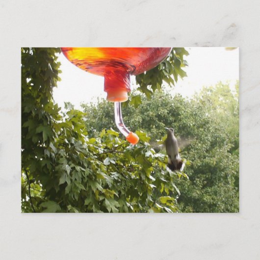 Hummingbird 2, Postkarte (Vorderseite)