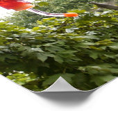 Hummingbird 2, Print Poster (Ecke)