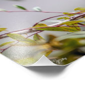 Hummingbird 3346 fotodruck (Ecke)