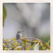 Hummingbird 3346 glasuntersetzer (Vorderseite)