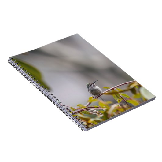 Hummingbird 3346 notizblock (Rechte Seite)