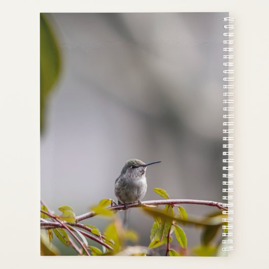 Hummingbird 3346 planer (Rückseite)