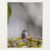 Hummingbird 3346 planer (Vorderseite)