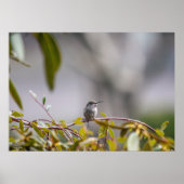 Hummingbird 3346 Poster (Vorne)