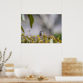 Hummingbird 3346 Poster (Küche)