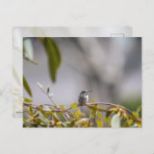 Hummingbird 3346 postkarte (Vorne/Hinten)