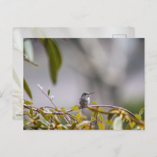 Hummingbird 3346 postkarte (Vorne/Hinten)