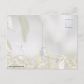 Hummingbird 3346 postkarte (Rückseite)