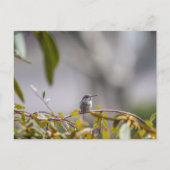 Hummingbird 3346 postkarte (Vorderseite)