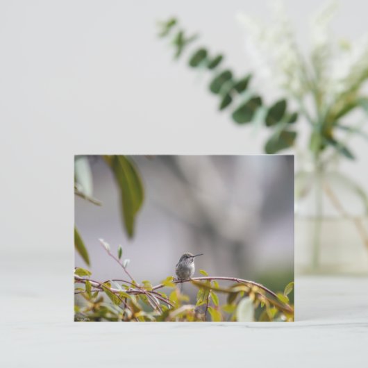 Hummingbird 3346 postkarte (Stehend Vorderseite)