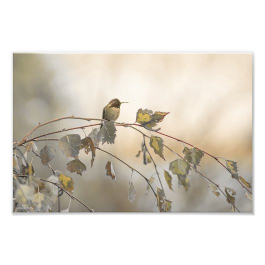 Hummingbird 5265 fotodruck (Vorne)