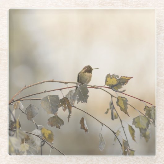 Hummingbird 5265 glasuntersetzer (Vorderseite)