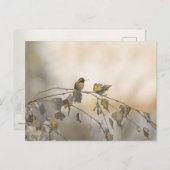 Hummingbird 5265 postkarte (Vorne/Hinten)